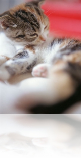 Кошки Кошки